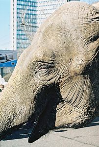 Russian Elefant